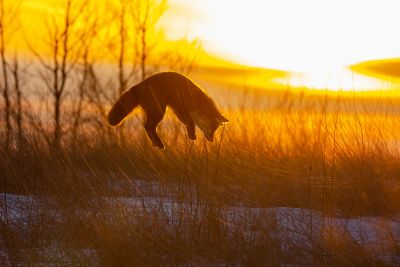 Jumping Fox by Mike Rushton